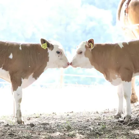 Orketal メーデバッハ