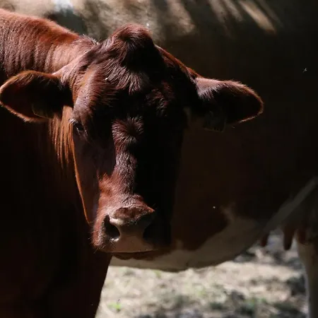 ゲストハウス Orketal 3*