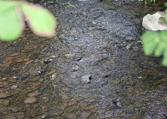 Orketal 3* מדבאך