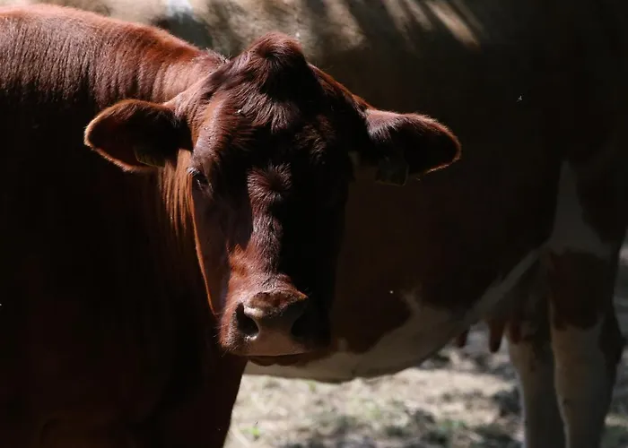 Vendégház Orketal 3*